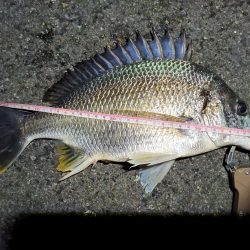 2023/06/09 南港ヘチ釣り釣行