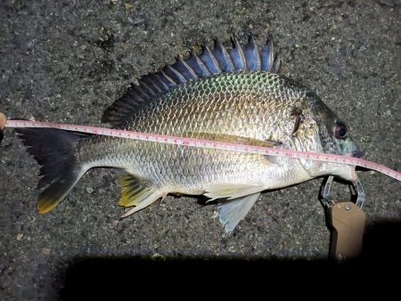 2023/06/09 南港ヘチ釣り釣行