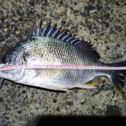 2023/06/11 南港ヘチ釣り釣行