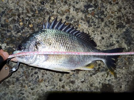 2023/06/11 南港ヘチ釣り釣行