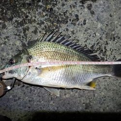 2023/06/12 南港ヘチ釣り釣行