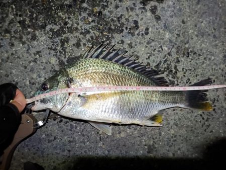 2023/06/12 南港ヘチ釣り釣行