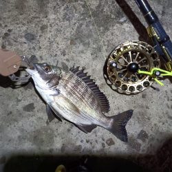 2023/06/13 南港ヘチ釣り釣行