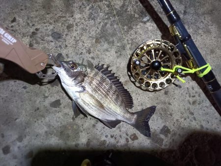 2023/06/13 南港ヘチ釣り釣行