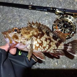 2023/06/16 南港ヘチ釣り釣行