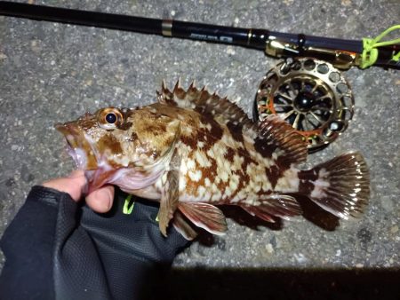 2023/06/16 南港ヘチ釣り釣行