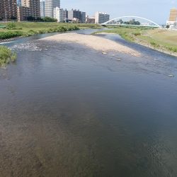 札幌市に流れている豊平川でヤマメが釣れる！！