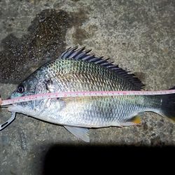 2023/06/19 南港ヘチ釣り釣行