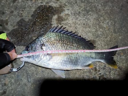 2023/06/19 南港ヘチ釣り釣行