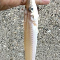 播磨新島のキス情報