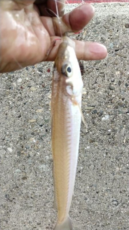 播磨新島のキス情報