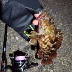 2023/06/20 南港ライトゲーム釣行