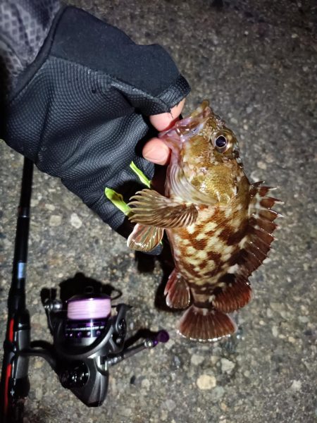 2023/06/20 南港ライトゲーム釣行