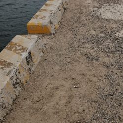 爆風の前にコブダイ！