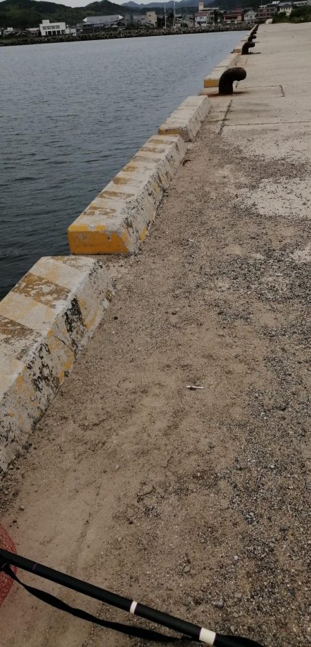 爆風の前にコブダイ！