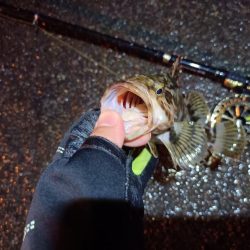 2023/06/22 南港ヘチ釣り釣行