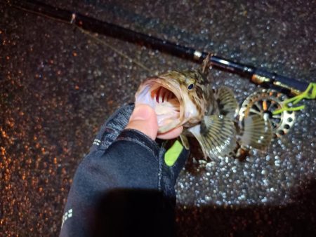 2023/06/22 南港ヘチ釣り釣行