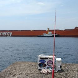 播磨新島のキス釣査