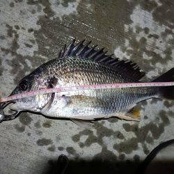 2023/06/23 南港ヘチ釣り釣行