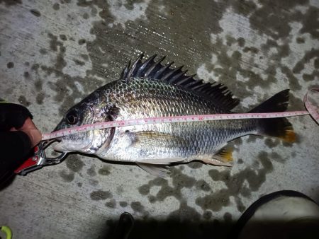 2023/06/23 南港ヘチ釣り釣行