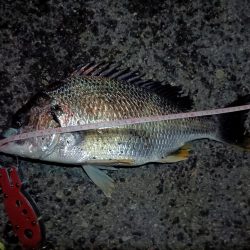 2023/06/25 南港ヘチ釣り釣行