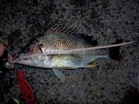 2023/06/25 南港ヘチ釣り釣行