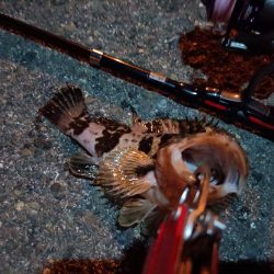 2023/06/26 南港ライトゲーム釣行