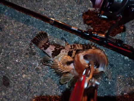 2023/06/26 南港ライトゲーム釣行