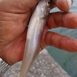 昼まで３時間のキス調査