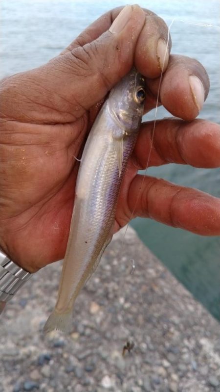 昼まで３時間のキス調査