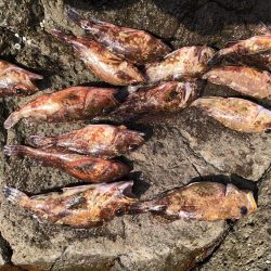 またガシラです。