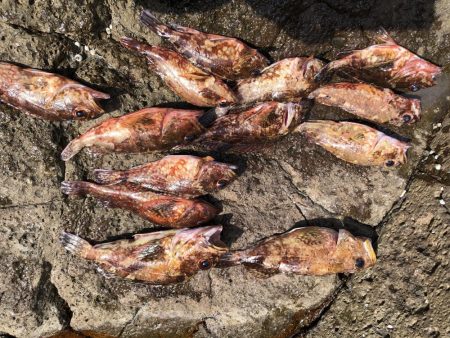 またガシラです。