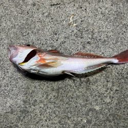 小樽港での投げ釣りとサビキ釣り!!!