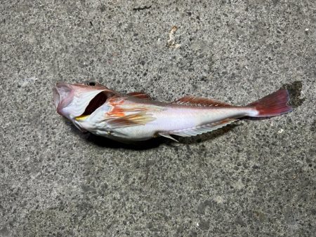 小樽港での投げ釣りとサビキ釣り!!!