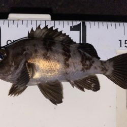 エギング釣れないのでメバル