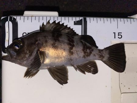 エギング釣れないのでメバル