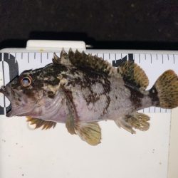 渋いけど嬉しい釣果とアジ調査