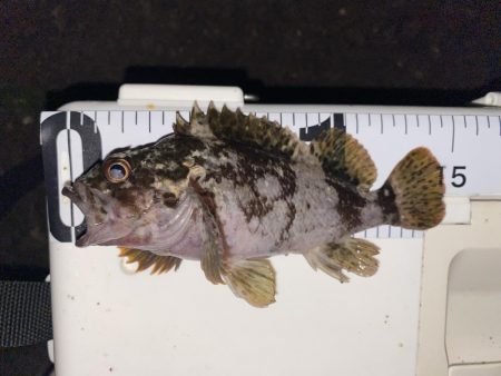 渋いけど嬉しい釣果とアジ調査