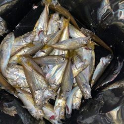 夜な夜な豆アジ乱舞‼️