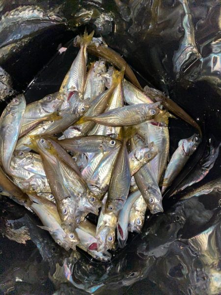 夜な夜な豆アジ乱舞‼️