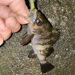 価値ある1匹とガシラッシュ