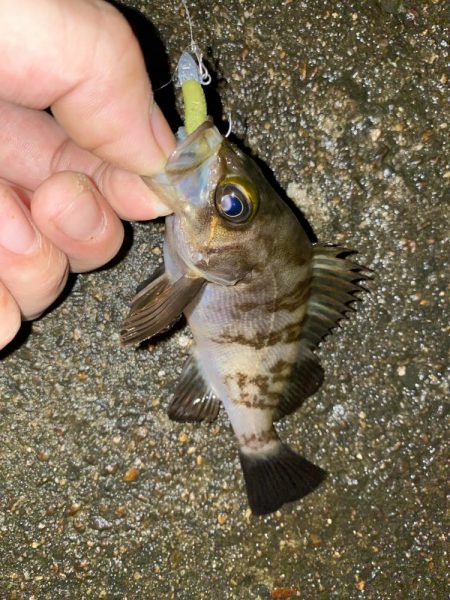 価値ある1匹とガシラッシュ