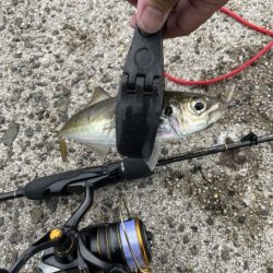 2023 佐渡ヶ島 ライトゲーム 6月21日