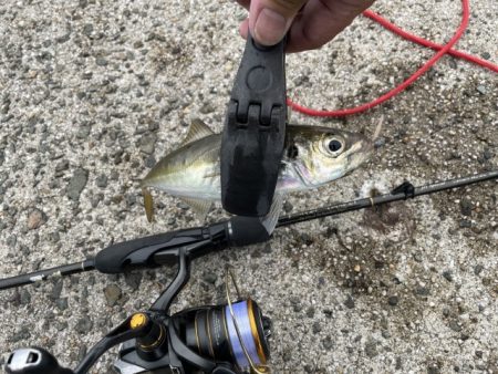 2023 佐渡ヶ島 ライトゲーム 6月21日