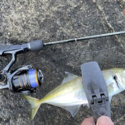 2023 佐渡ヶ島 ライトゲーム 6月24日