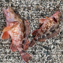 ファミリーフィッシングで7目