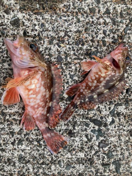 ファミリーフィッシングで7目