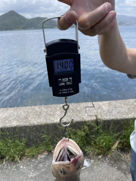 サゴシ釣りの予定が〜