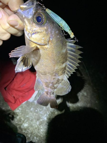 最終メバリング