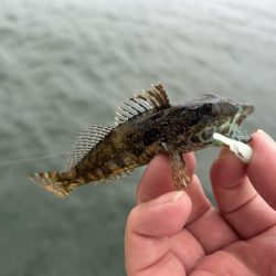 マイクロガシラとアナハゼとでかメッキ